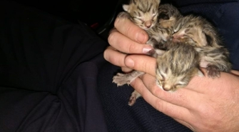 Policjant ze Sławy uratował małe kotki