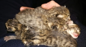 Policjanci ustalili kto wyrzucił małe kotki