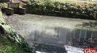 Czy ktoś w końcu oczyści brudny staw?