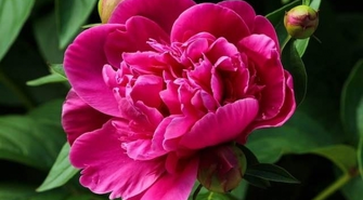 Top 5 - Jakie rośliny wybrać do ogródka? 