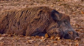 ASF w powiecie wschowskim?