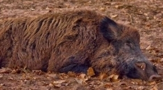 Uwaga hodowcy trzody chlewnej