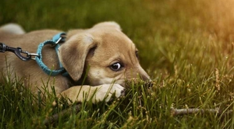 Co zrobić ze znalezionym psem?