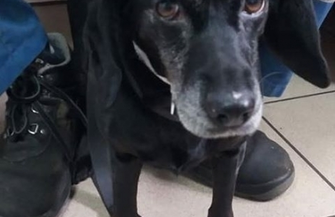 6 nowych psów trafiło do przytuliska. Możliwe że to efekt zabawy sylwestrowej