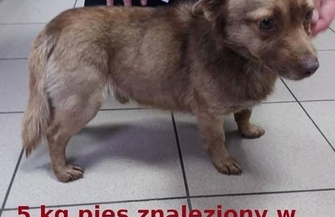 6 nowych psów trafiło do przytuliska. Możliwe że to efekt zabawy sylwestrowej