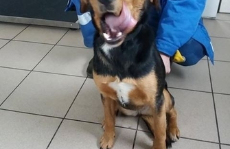 6 nowych psów trafiło do przytuliska. Możliwe że to efekt zabawy sylwestrowej