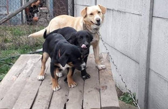 Poszukiwane osoby chętne do adopcji szczeniaków