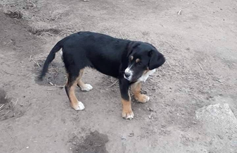 Poszukiwane osoby chętne do adopcji szczeniaków
