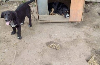 Poszukiwane osoby chętne do adopcji szczeniaków