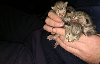 Policjant ze Sławy uratował małe kotki