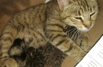 Policjant ze Sławy uratował małe kotki