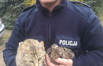Policjant ze Sławy uratował małe kotki