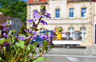 Więcej kolorów na sławskich rynkach