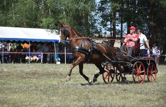 Konne zaprzęgi w Śmieszkowie