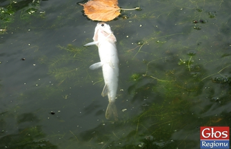 Czy ktoś w końcu oczyści brudny staw