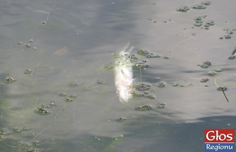 Czy ktoś w końcu oczyści brudny staw