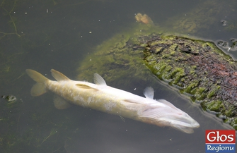 Czy ktoś w końcu oczyści brudny staw