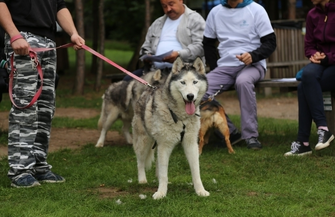 LeśnyDogtrekkingw Sławie