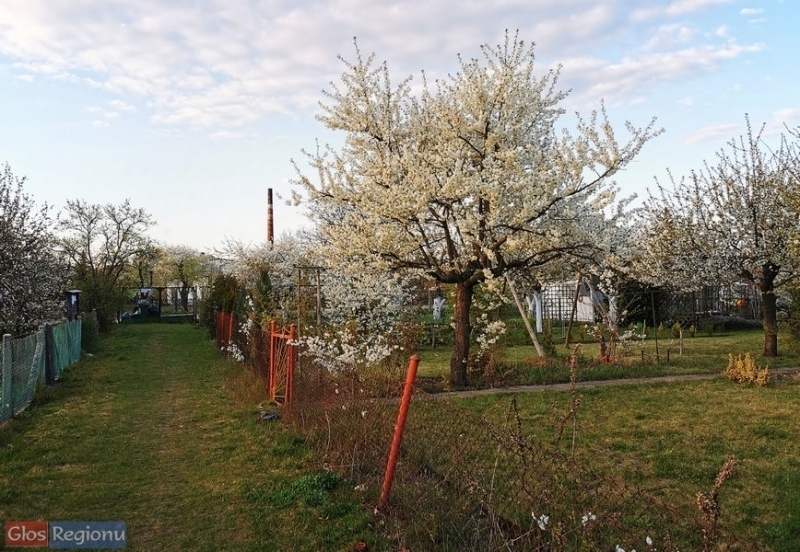Kwitną drzewa