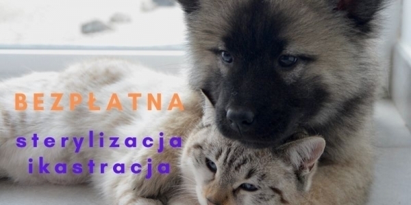 Bezpłatna sterylizacja i kastracja psów i kotów