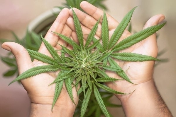 Marihuana w Holandii - fakty i mity