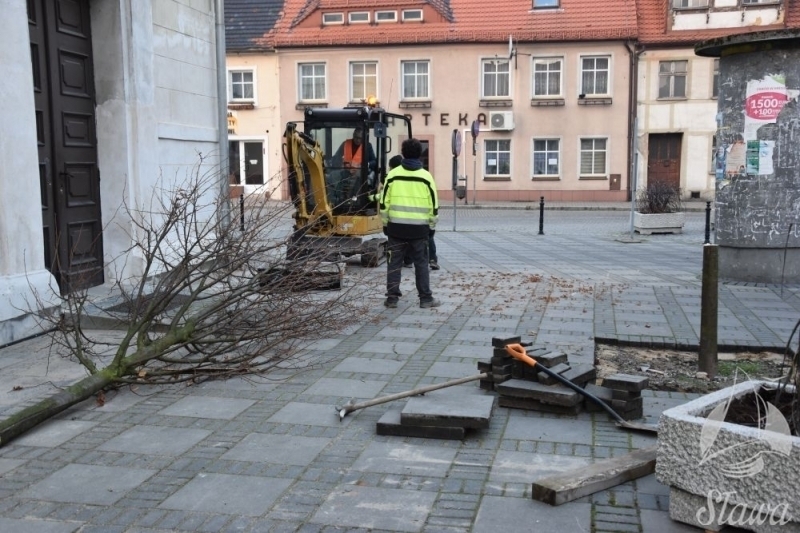 Wymiana drzewa na sławskim rynku