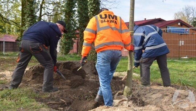 Kolejne drzewa w Sławie!