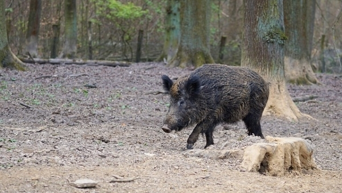 Główny Lekarz Weterynarii potwierdza 