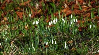 Wiosna w styczniu - zakwitło lapidarium