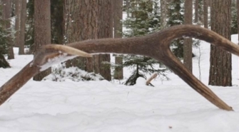 Uwaga zbieracze poroża