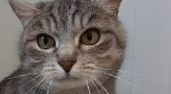 Światowy Dzień Kota