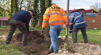 Kolejne drzewa w Sławie!