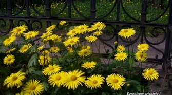 Co tak pięknie kwitnie?