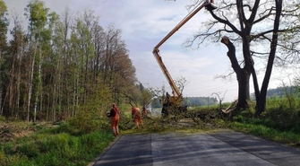 ZDP przycina gałęzie drzew