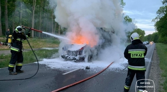 Kierowca busa zderzył się z jeleniem 