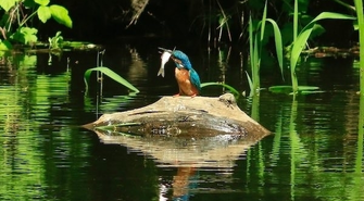 Zimorodki znad Baryczy