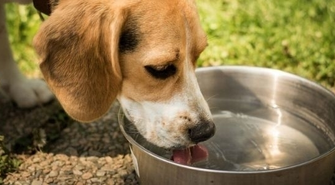 Miska z wodą dla czworonoga