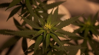 Posiadał kilkanaście porcji pochodnej amfetaminy i krzew marihuany