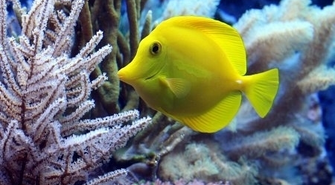 Oświetlenie do akwarium