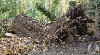 W parku przewróciło się drzewo