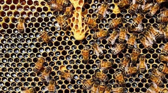 Miód niejedno ma imię