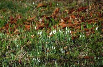Wiosna w styczniu - zakwitło lapidarium