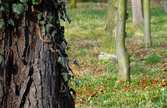 Wiosna w styczniu - zakwitło lapidarium