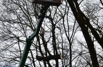 Powstanie aleja lipowa