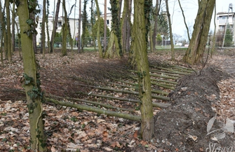 Powstanie aleja lipowa