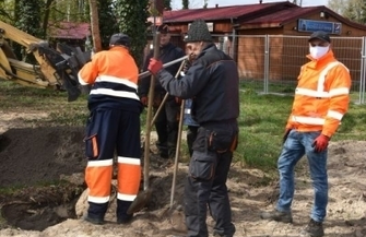 Kolejne drzewa w Sławie