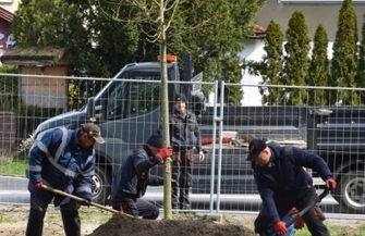 Kolejne drzewa w Sławie