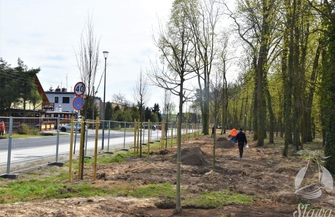 Kolejne drzewa w Sławie