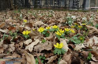 Co tak pięknie kwitnie