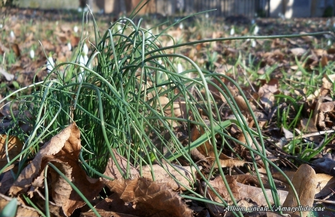 Co tak pięknie kwitnie